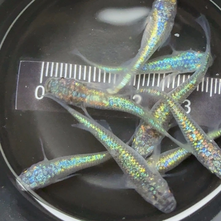 青鳉鱼海王星25号