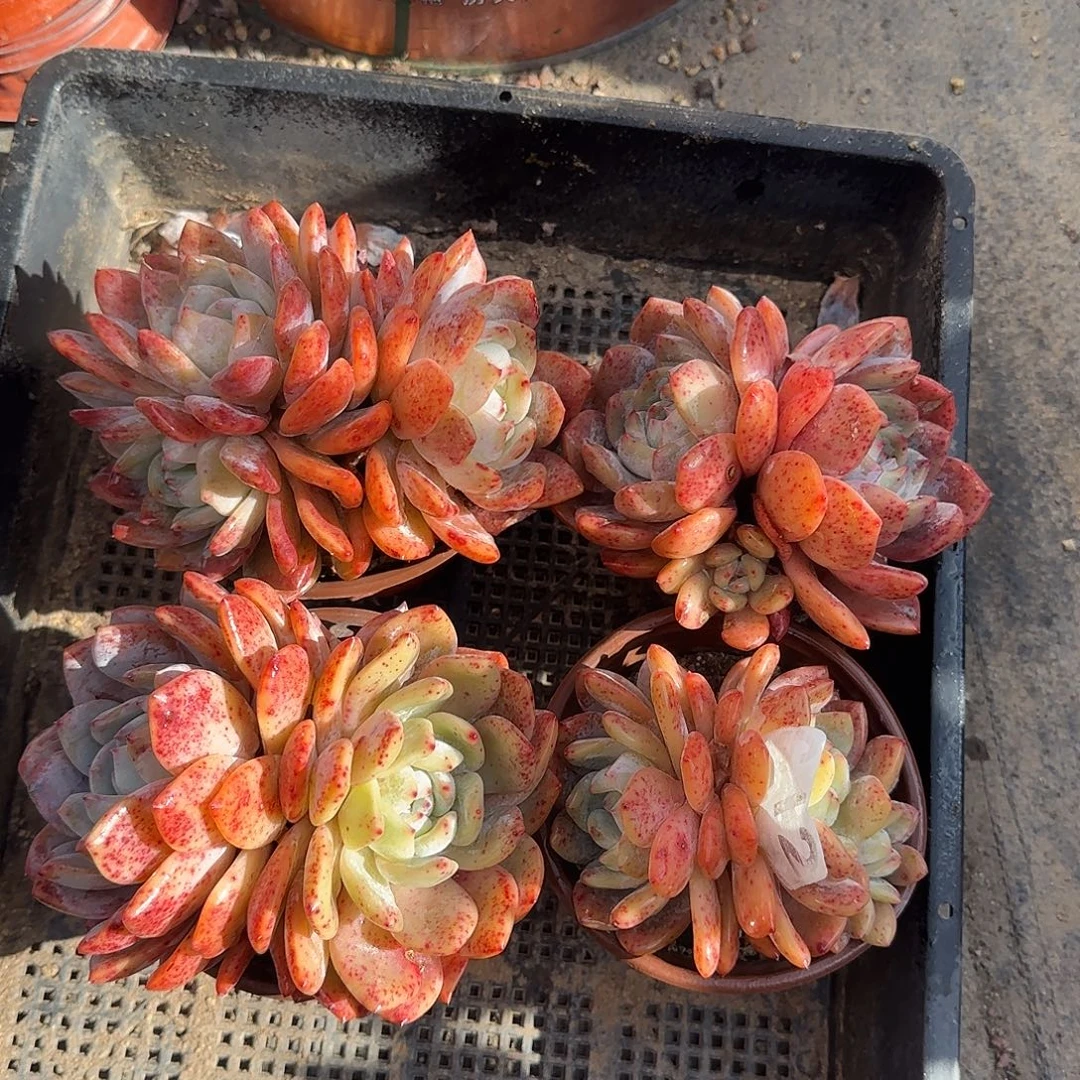 612红血橙12-15公分左右四颗群