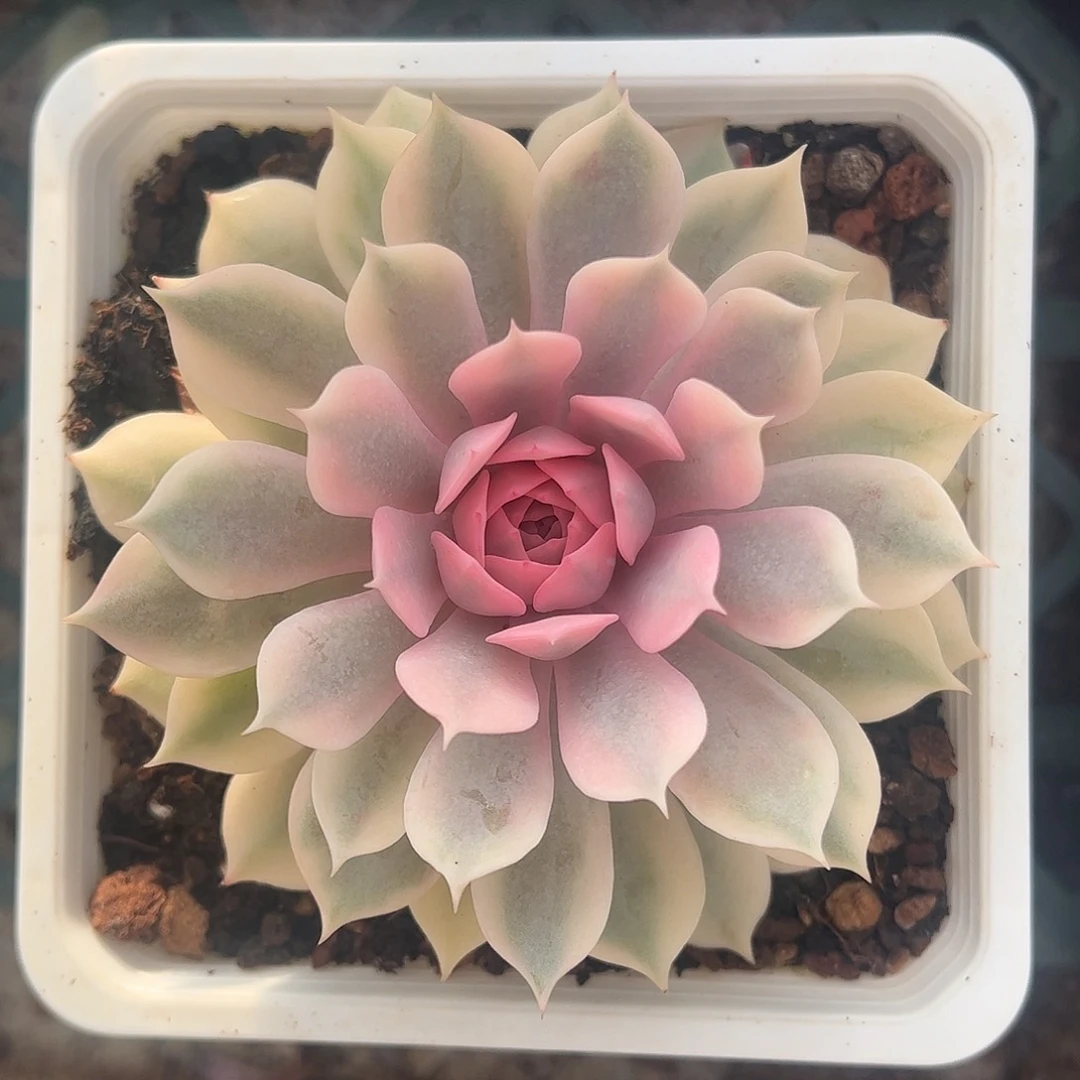 粉蝶锦 婕宝一物一拍