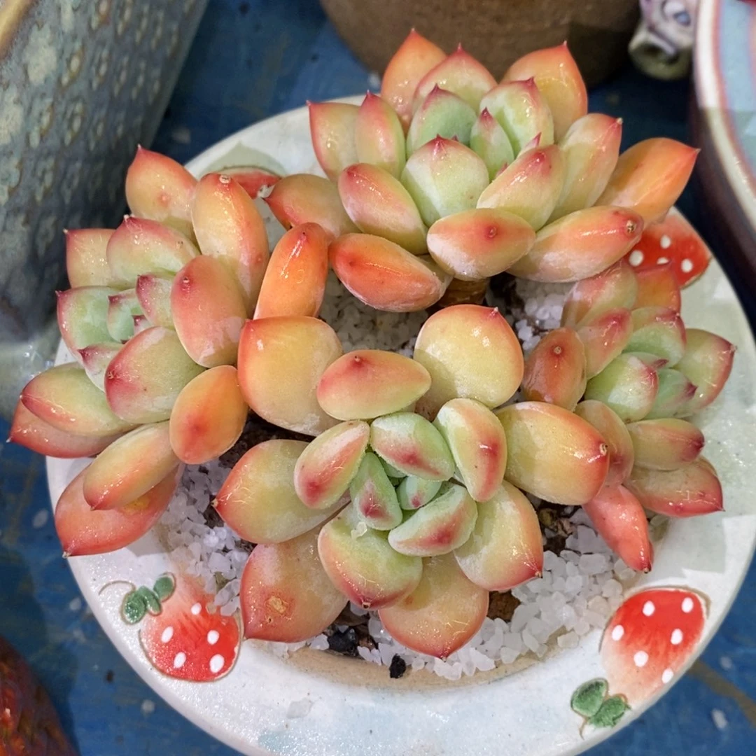 多肉植物盆栽多肉