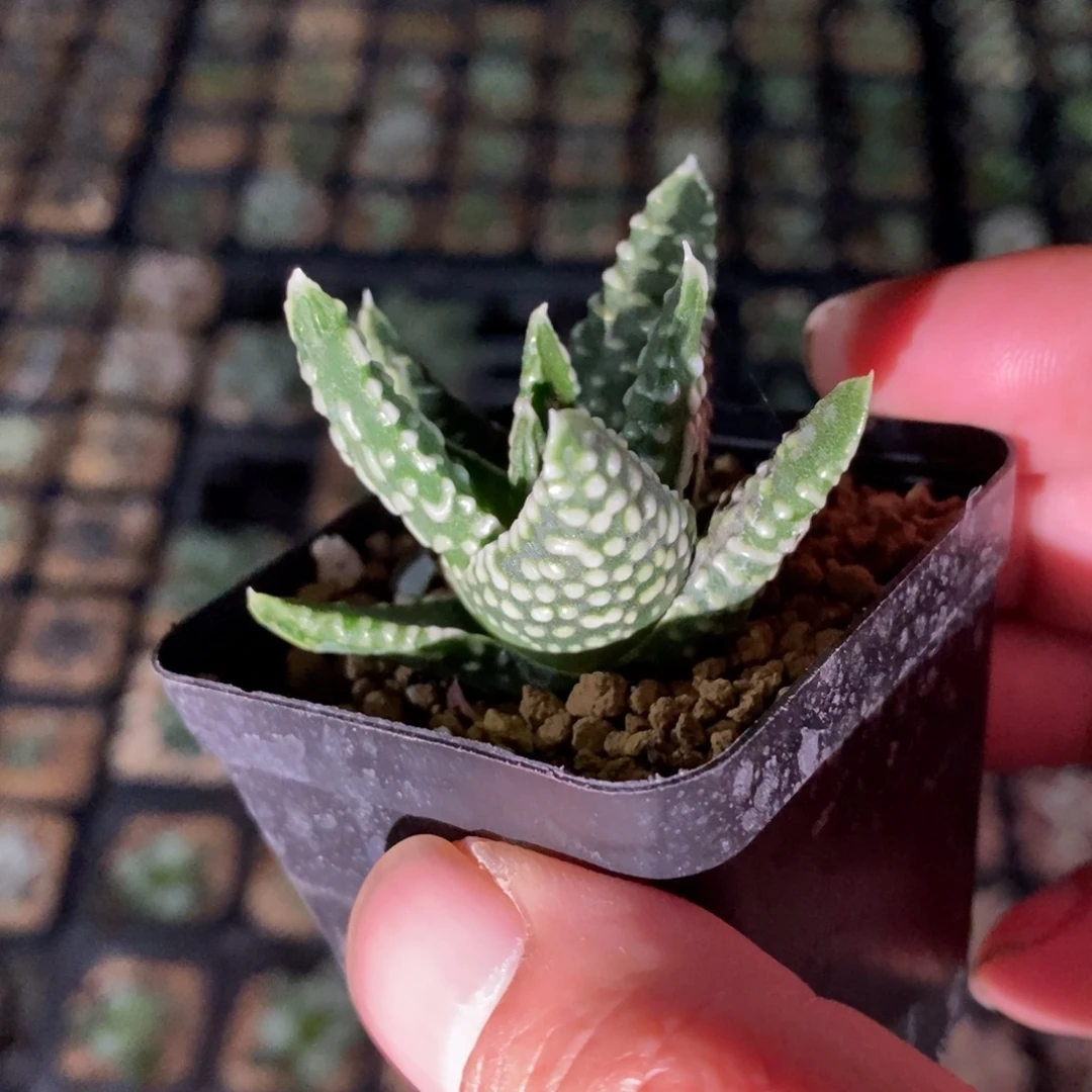 皇帝硬叶一颗 新年福利