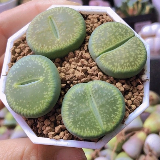 无花朵0697，2.7厘米左右绿光阳