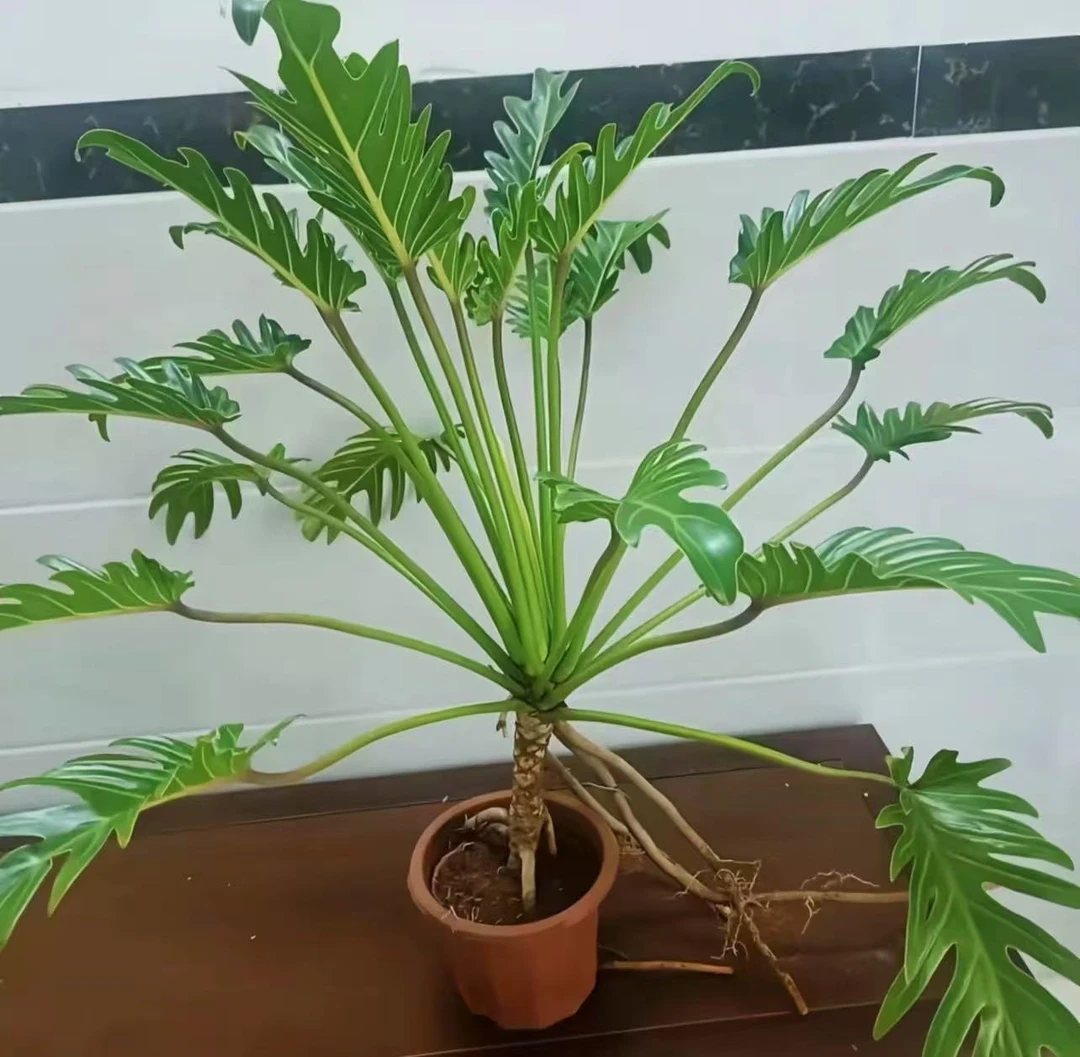龙鳞小天使绿植盆栽室内外均可种植净化空气