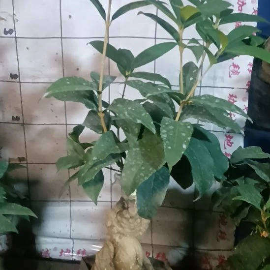 用***7完全开放四季丹桂