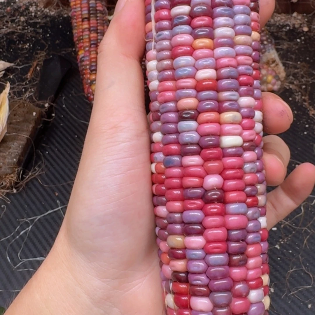 .***.柏香籽/百香籽吊坠