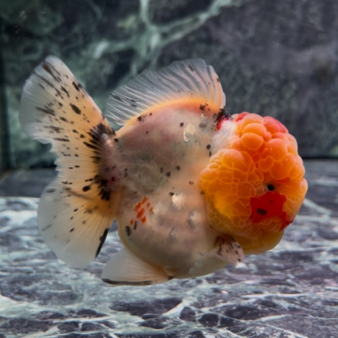 鸿玺观赏鱼原泰玛丽短尾狮直播间专拍运费自理