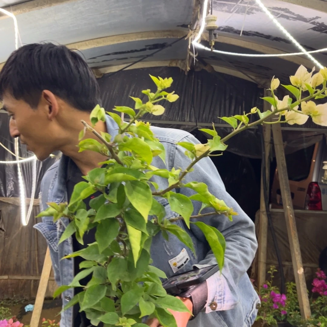 镜***如完全开放（温莎芝士8623）三角梅会落花落叶会光杆