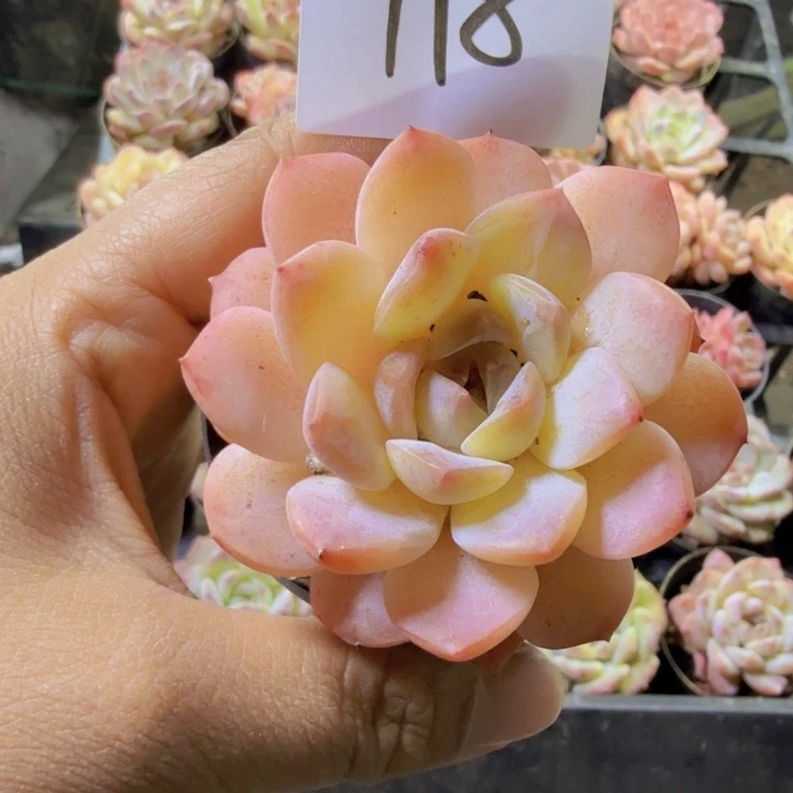 118.qqwwwwwwwwqq