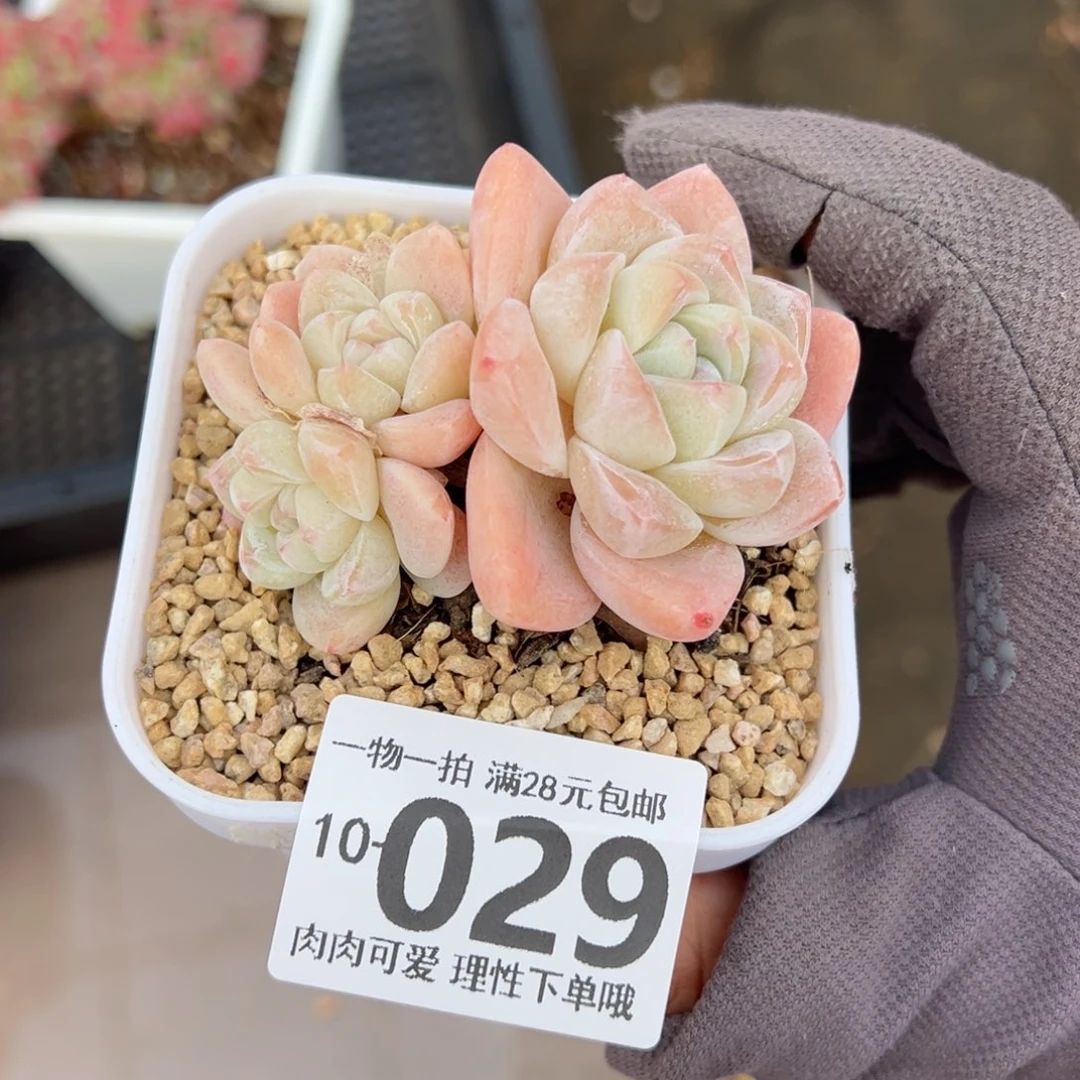 白底冰玉多肉多肉多肉多肉