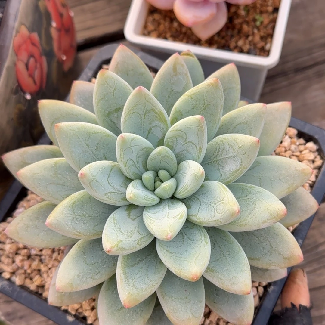 多肉植物多肉植物