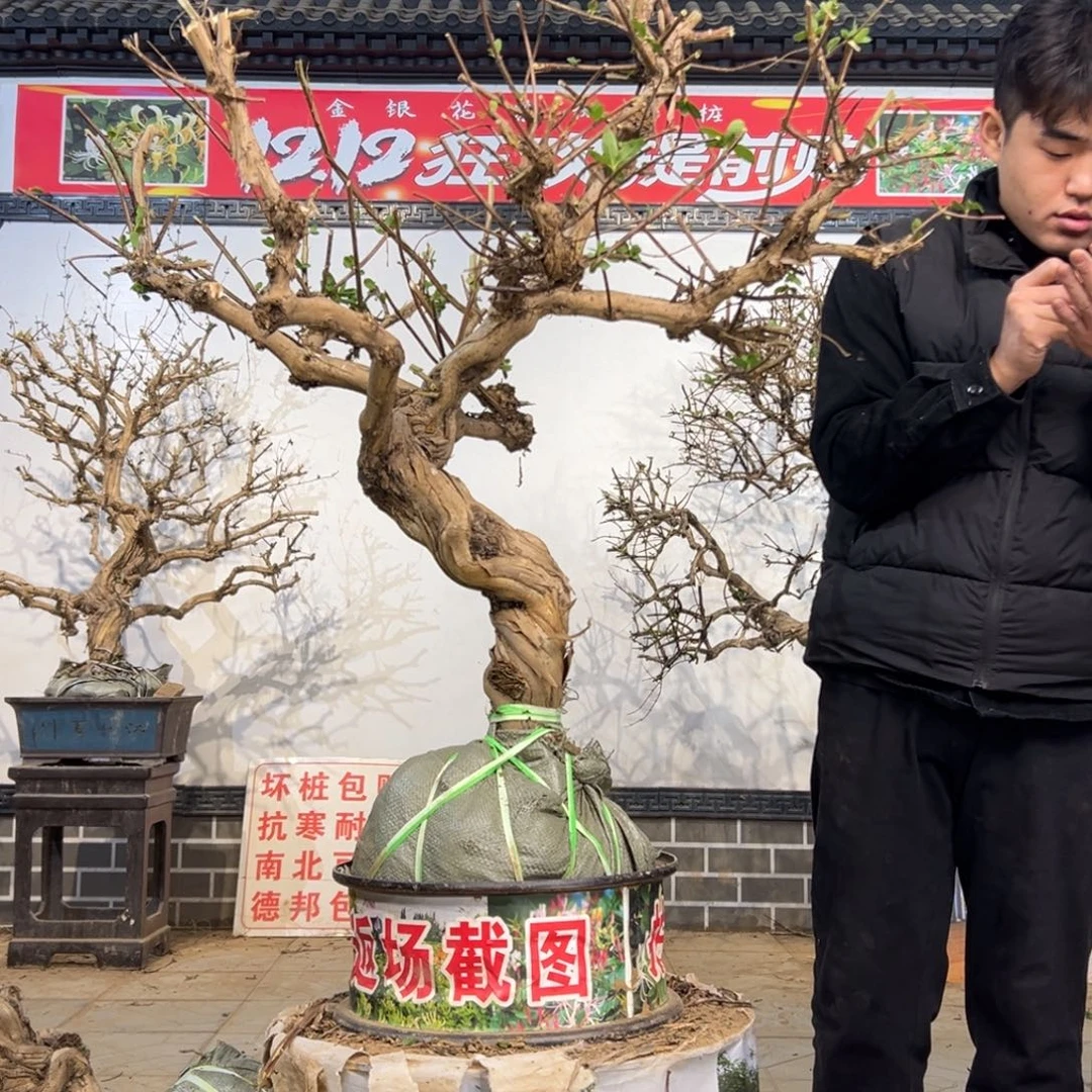 无花朵金银花开2555588999899