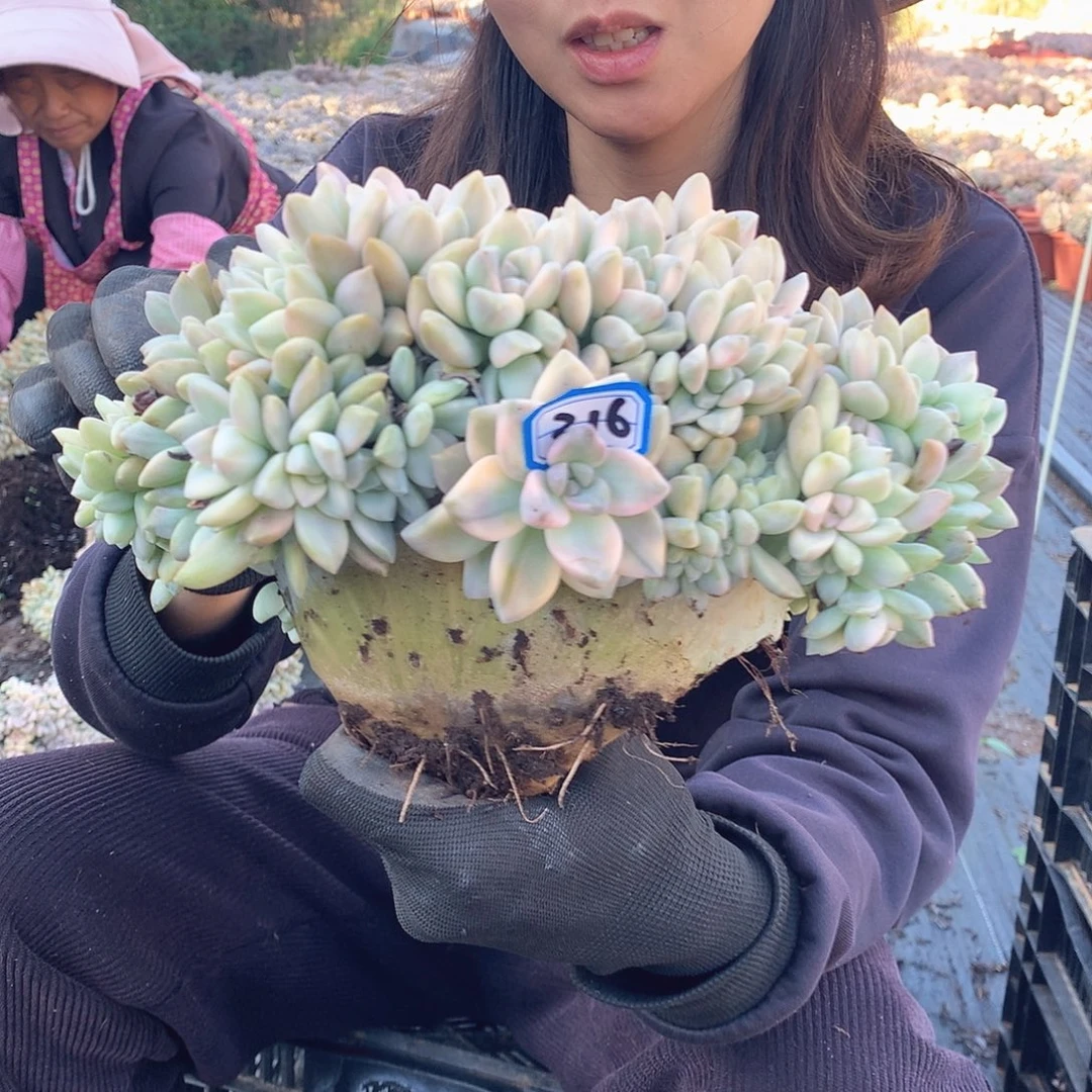 216 淡雪锦缀 一物一拍