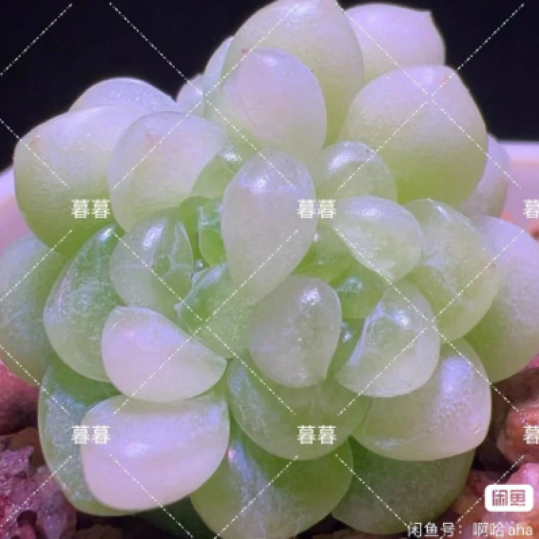 店铺上新暮暮皛皛多肉图一母本图盆口5厘米满38元包邮
