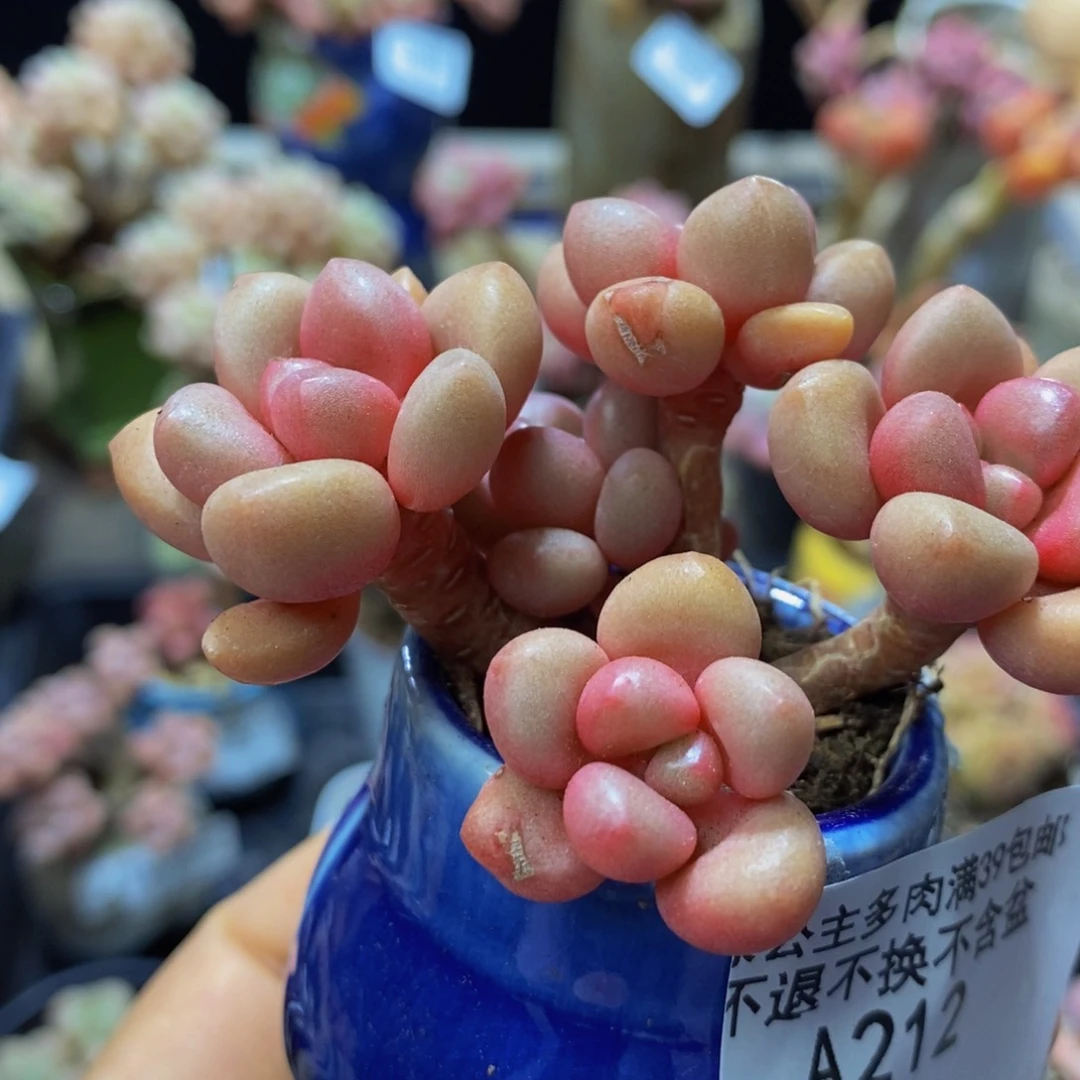 212 先锋派7 厘米