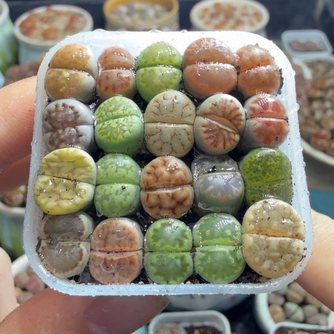 多肉葡萄的味道真的861
