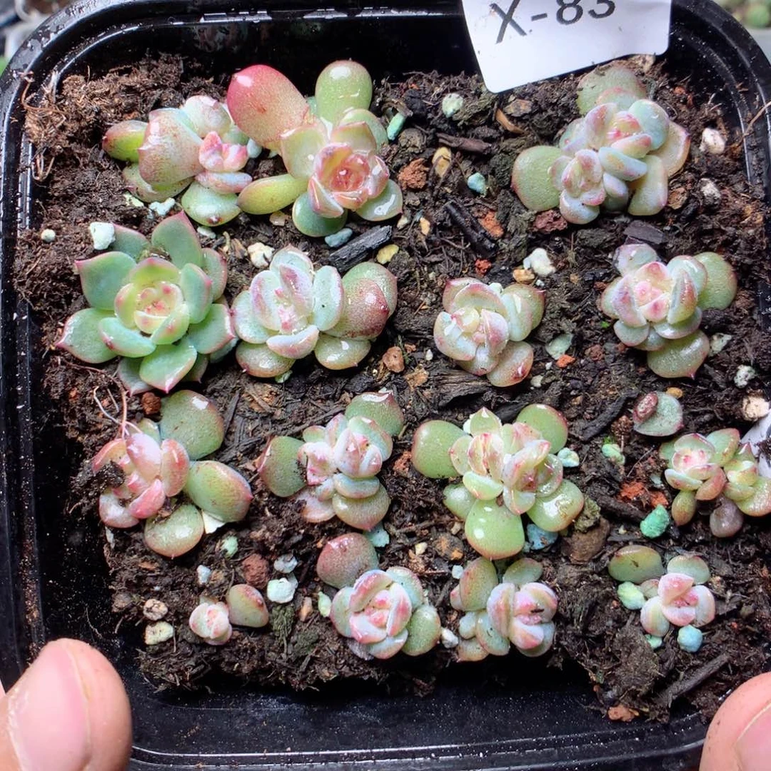 无花朵x83黛玉yyyyy