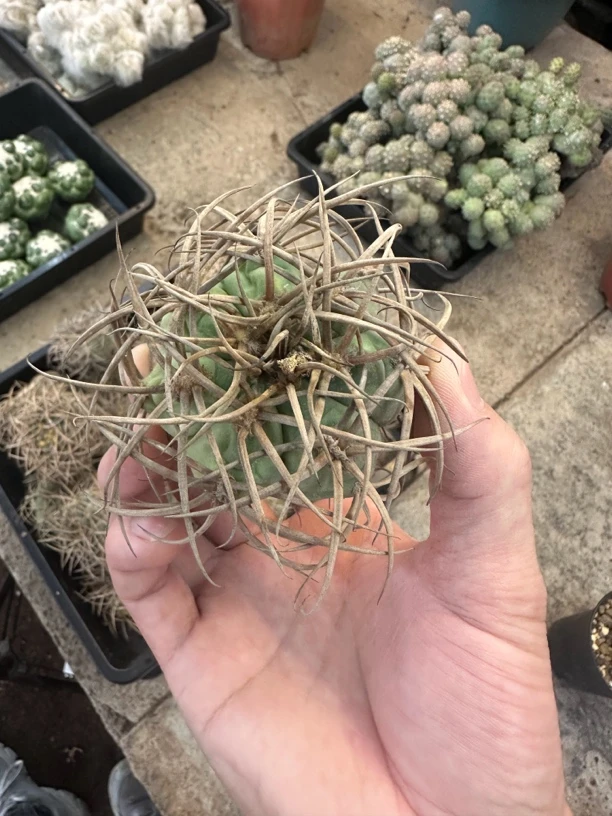 仙人球直播综合链接光琳玉