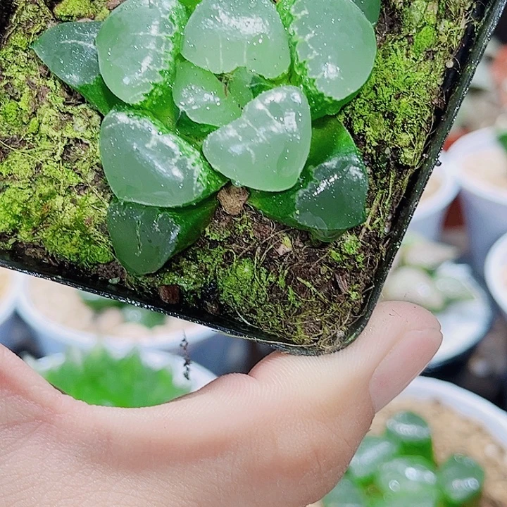 姬翠寿精品十二卷