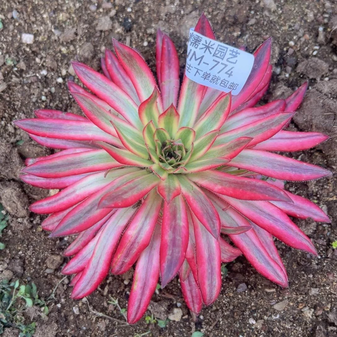 朱雀多肉植物774