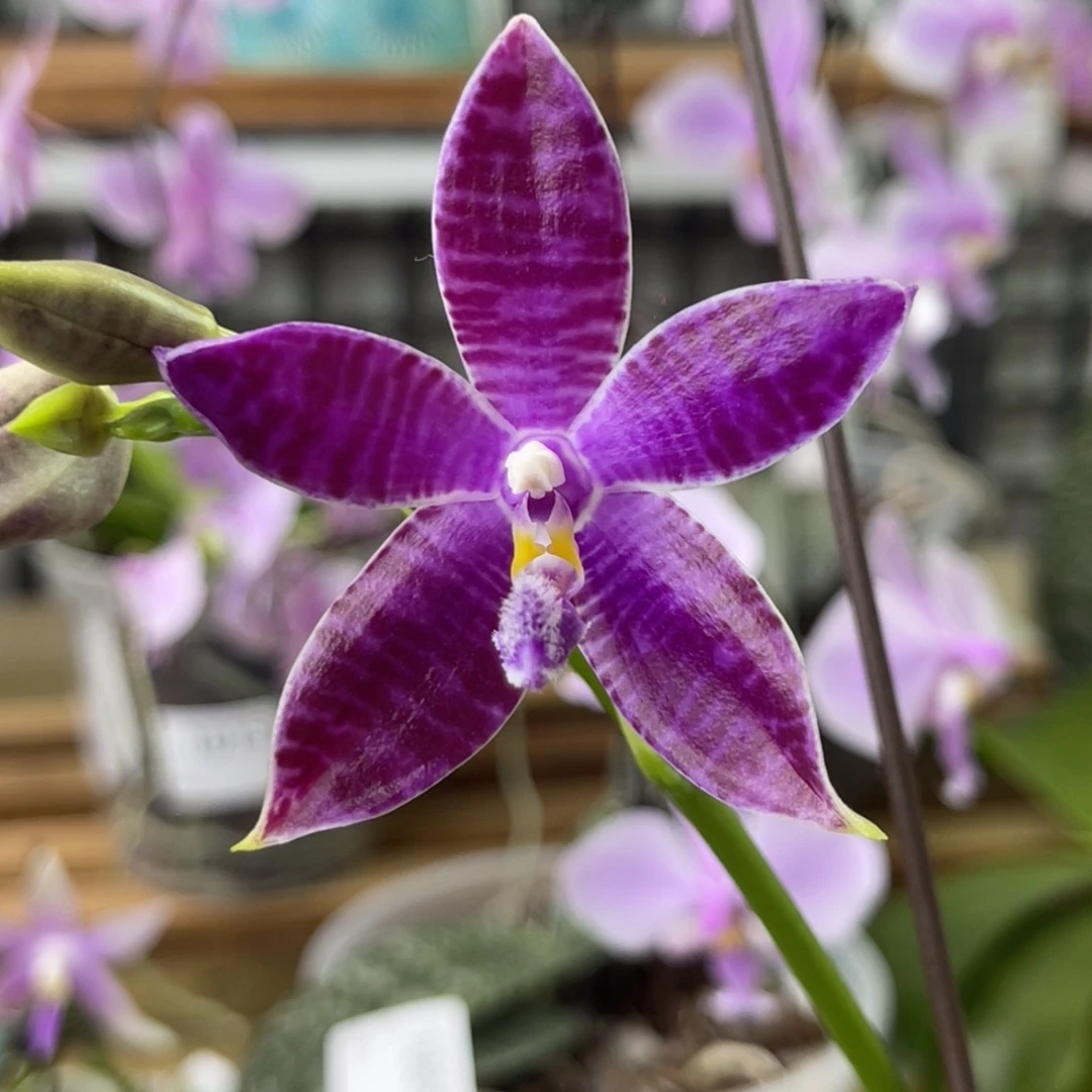 完全开放蓝盾路帝-1019