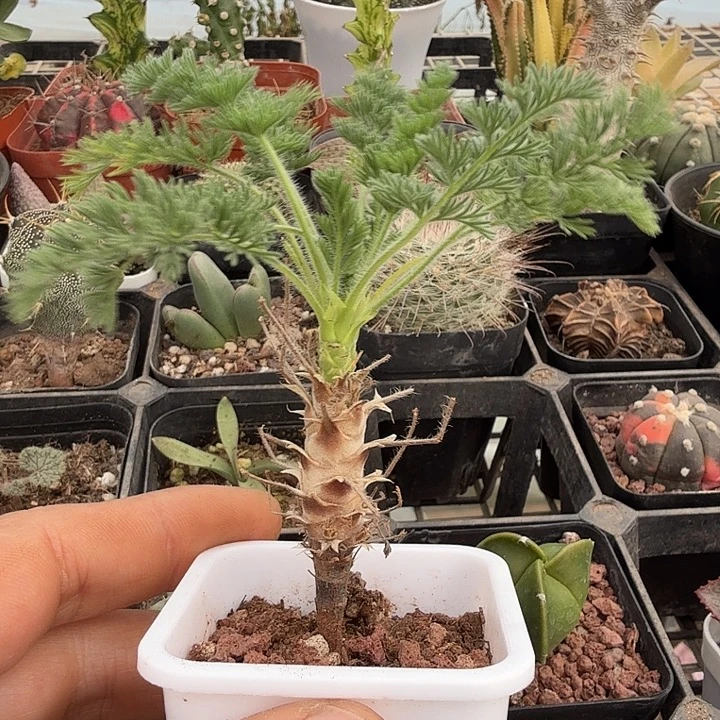 龙骨阳奎单头5仙人球