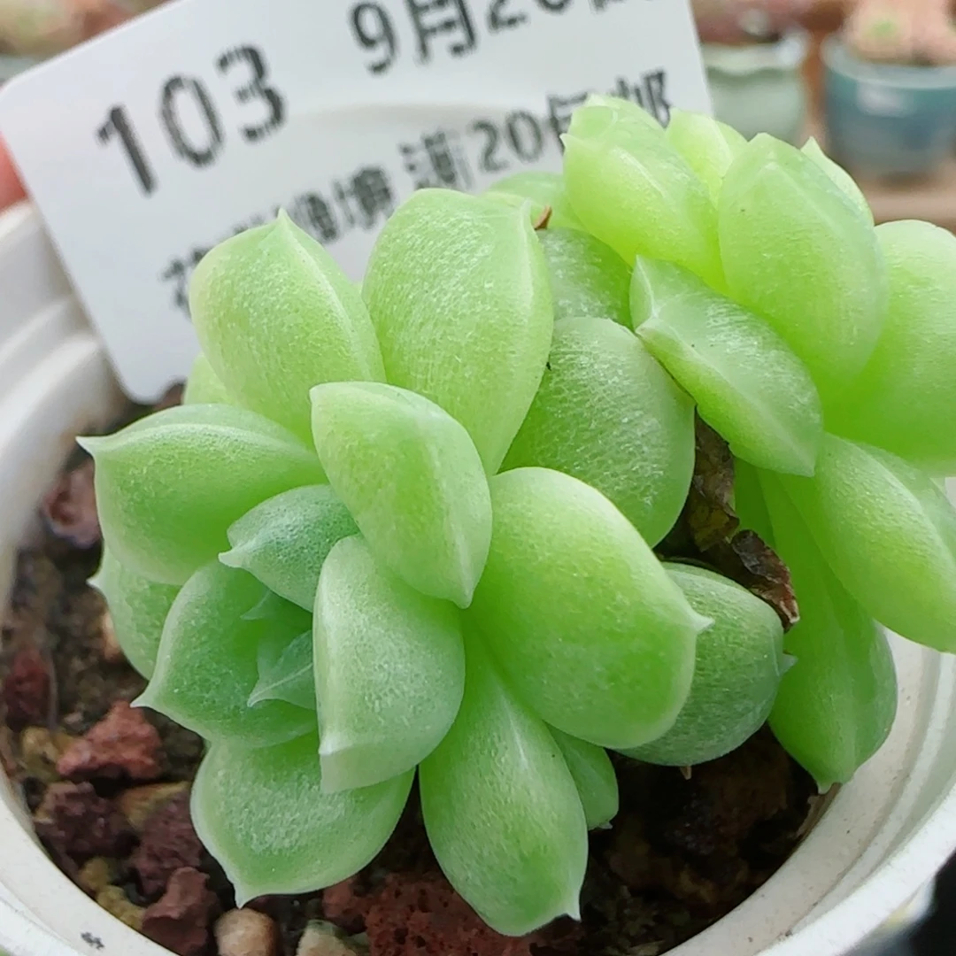 花语逸镜0926-103女王