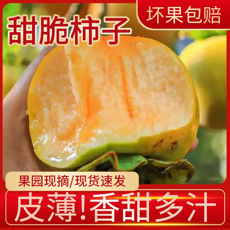 广西桂林脆柿新鲜现摘应季水果脆甜多汁无籽脱涩