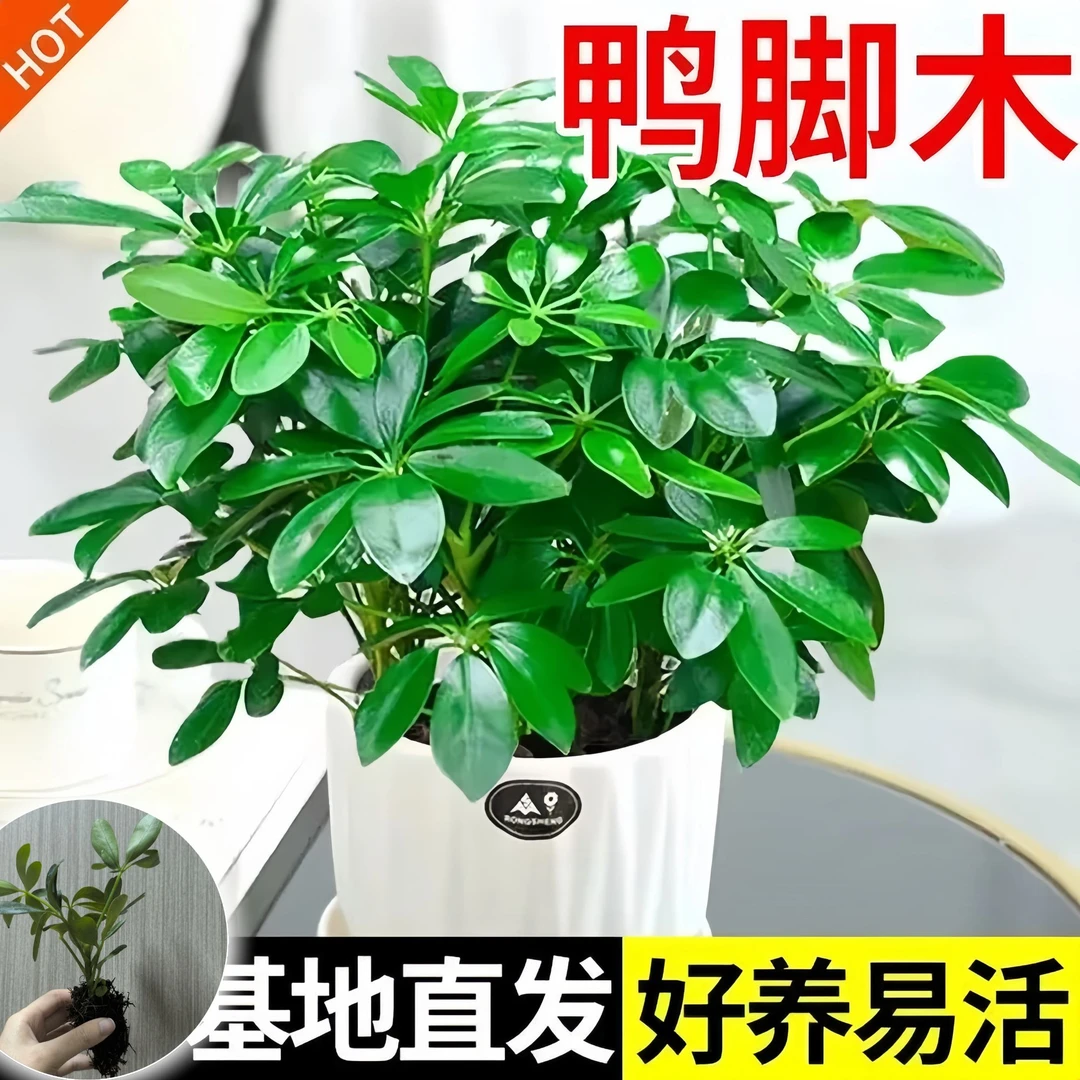 鸭脚木苗室内花卉四季常青净化空气七叶莲苗植物盆栽绿植八方来财