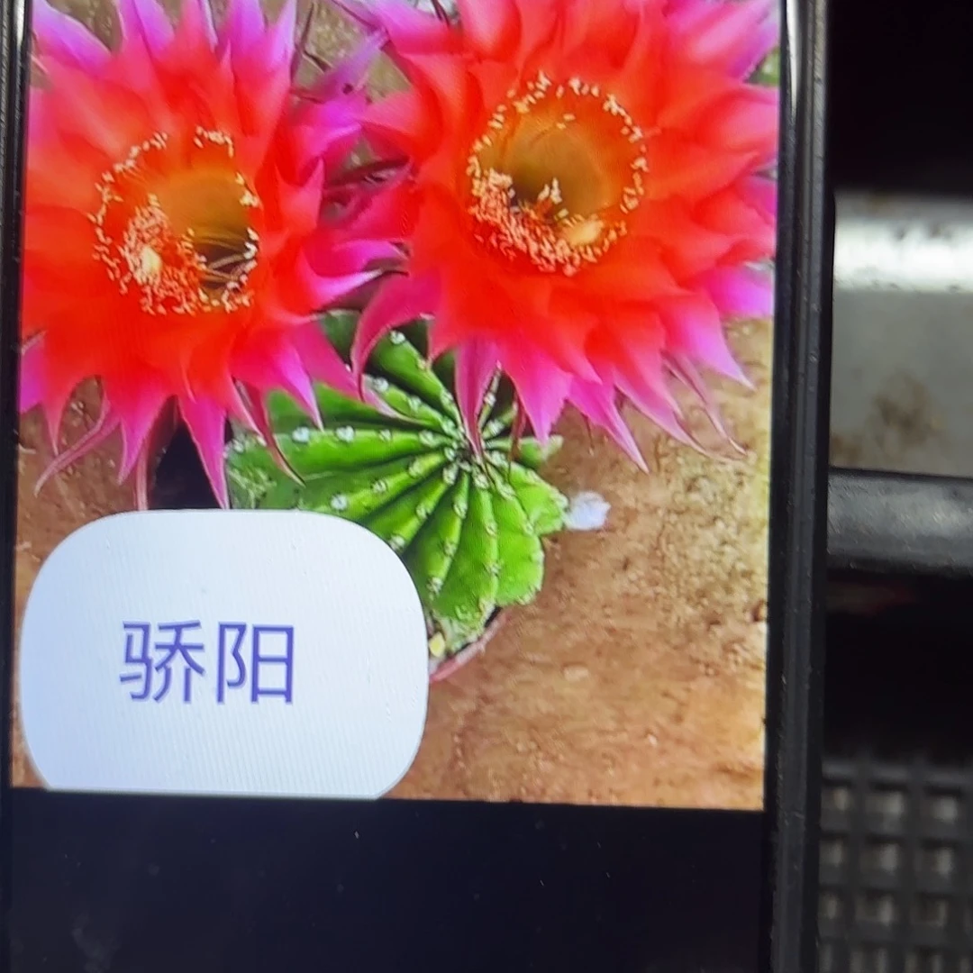 骄阳彩侧牙20包邮仙人球6