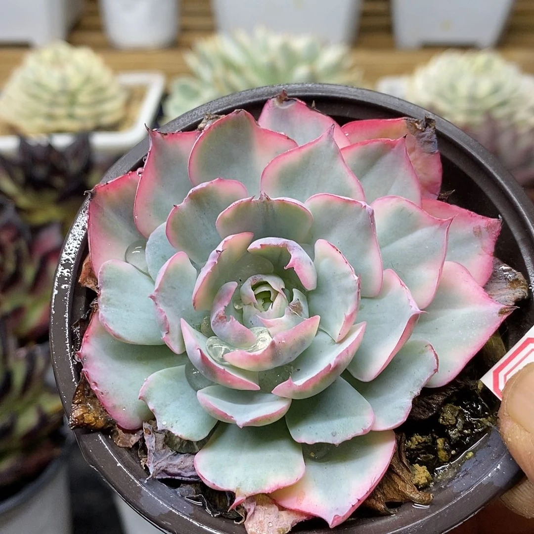 2490 精控阿美星覆轮锦