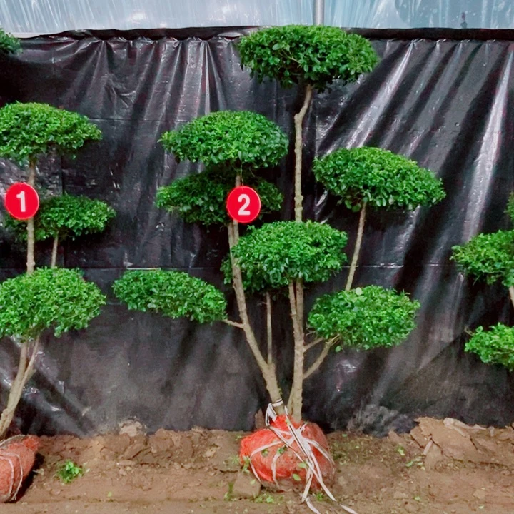 不开花植物一物一拍两个两个