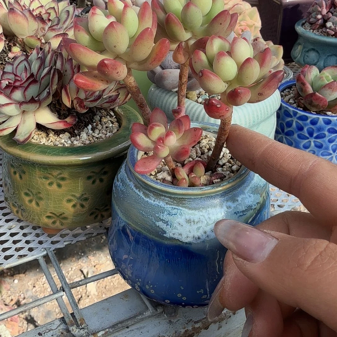 汤姆猫不带盆多肉植物
