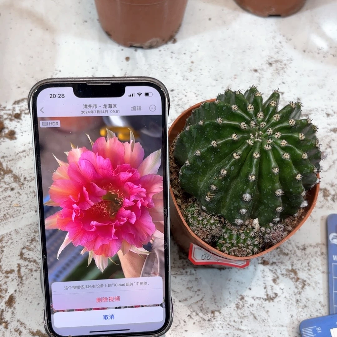 粽*金刚桃花洛8公分左右