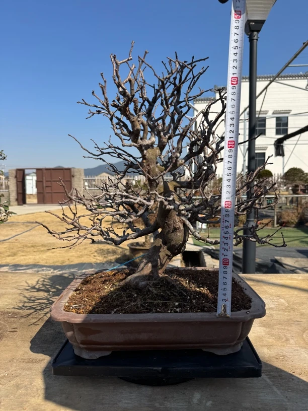 日本花梨中品大树形