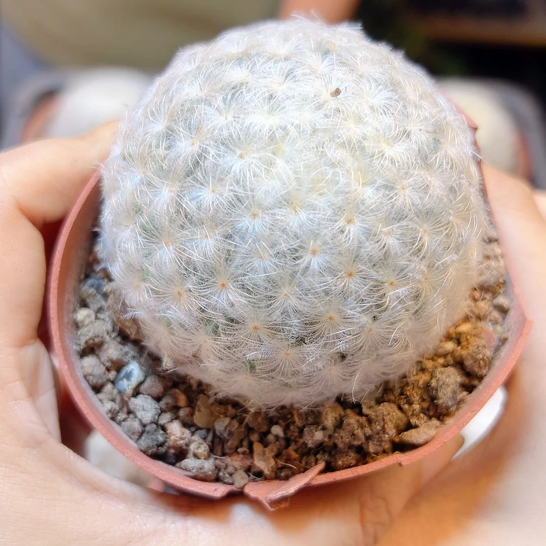 实生精控白星5.5公分大尤