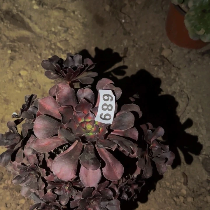 689晚霞多肉植物不售后