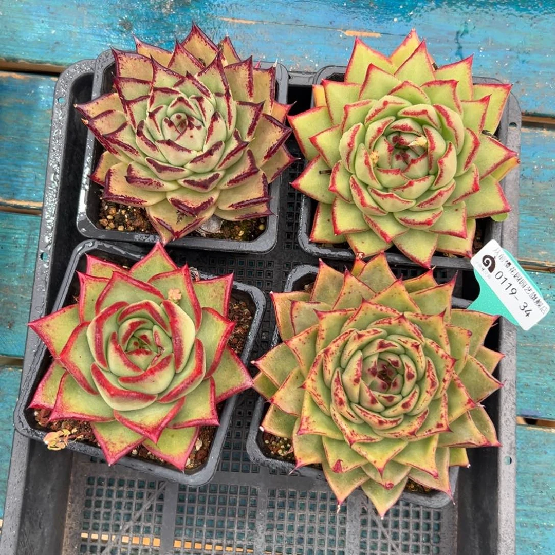 多肉一物一拍0119-34