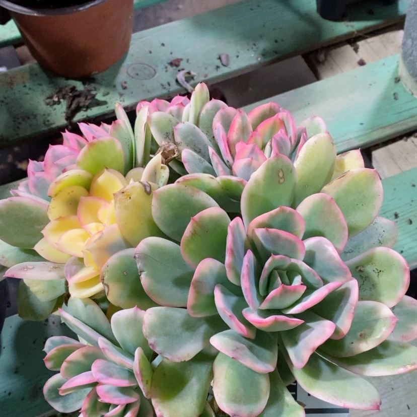 【闪购商品】绮罗锦1410