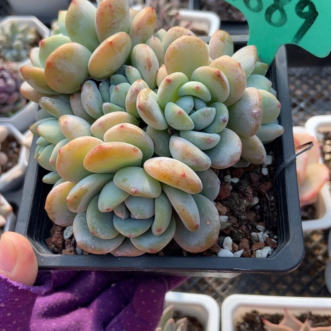 1889冷香多肉植物多肉