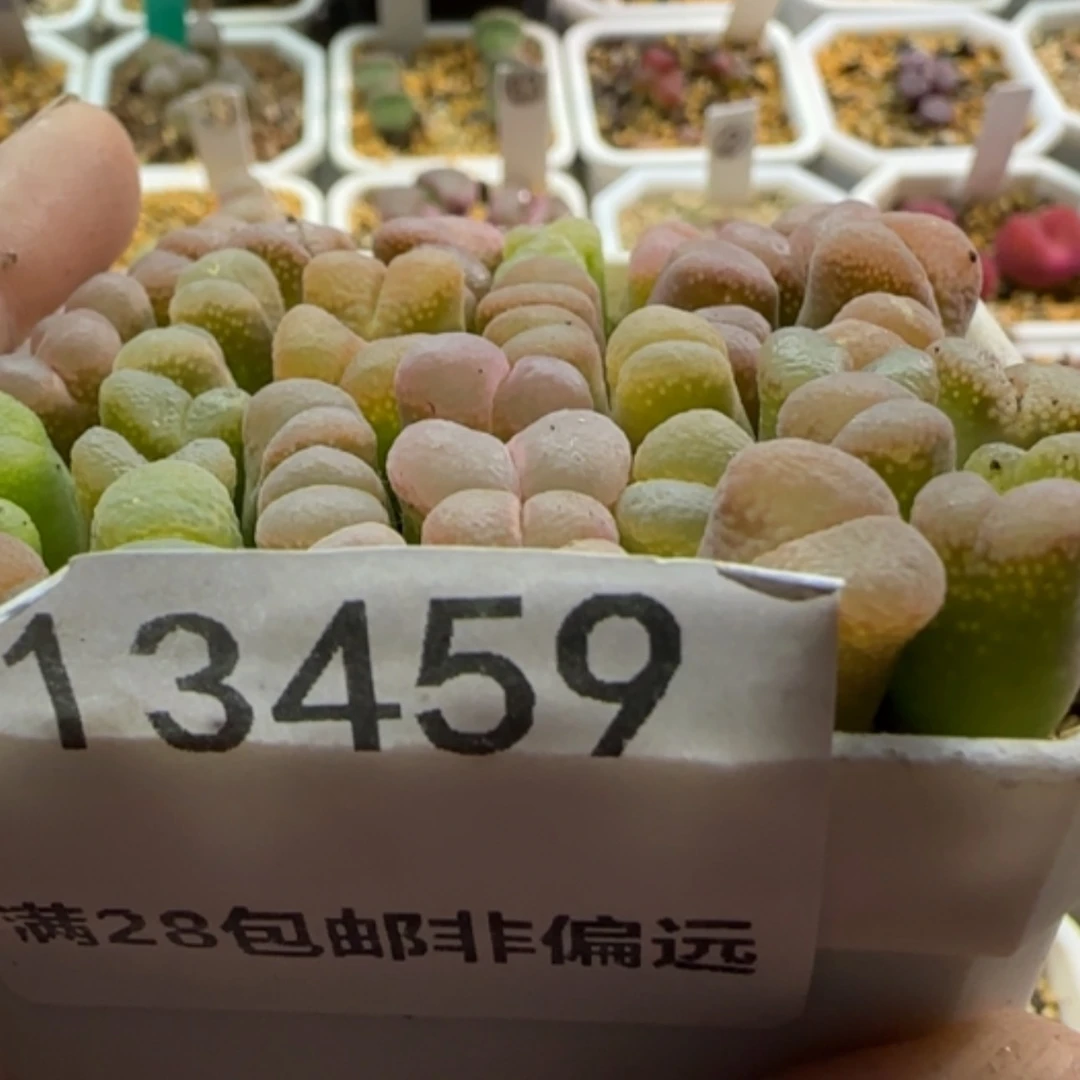 【闪购商品】一**丫13459满一百了不重拍了