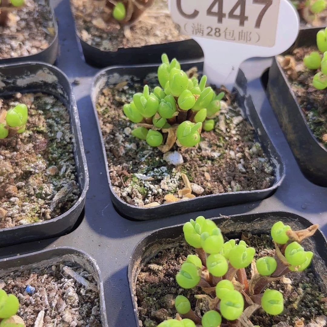 C447短耳兔一物一拍
