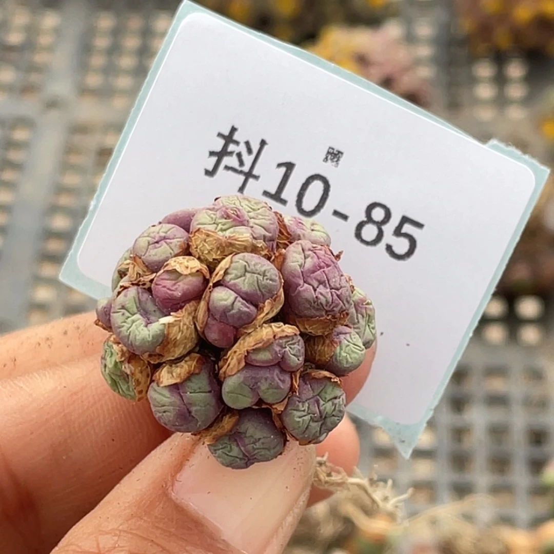 姬***君10-85肉锥多肉植物
