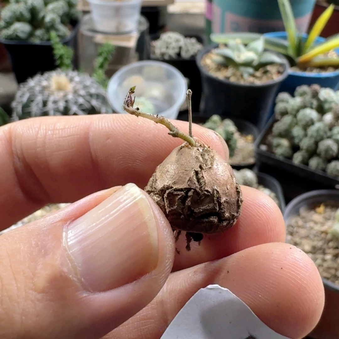568正版南非龟甲龙脱土发货