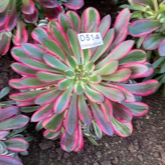 514香奈鹅多肉植物