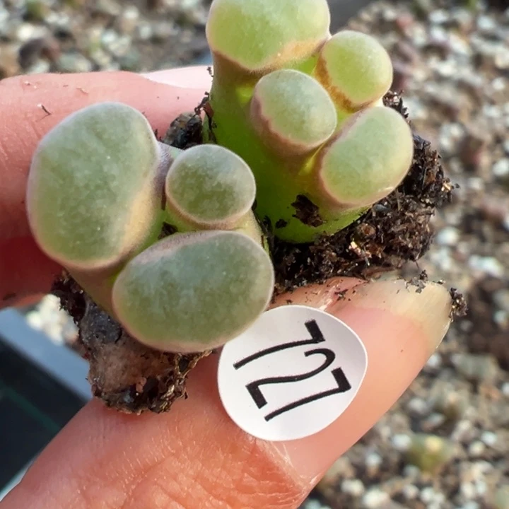 ⁰***⁰727好1111111111是一1的一