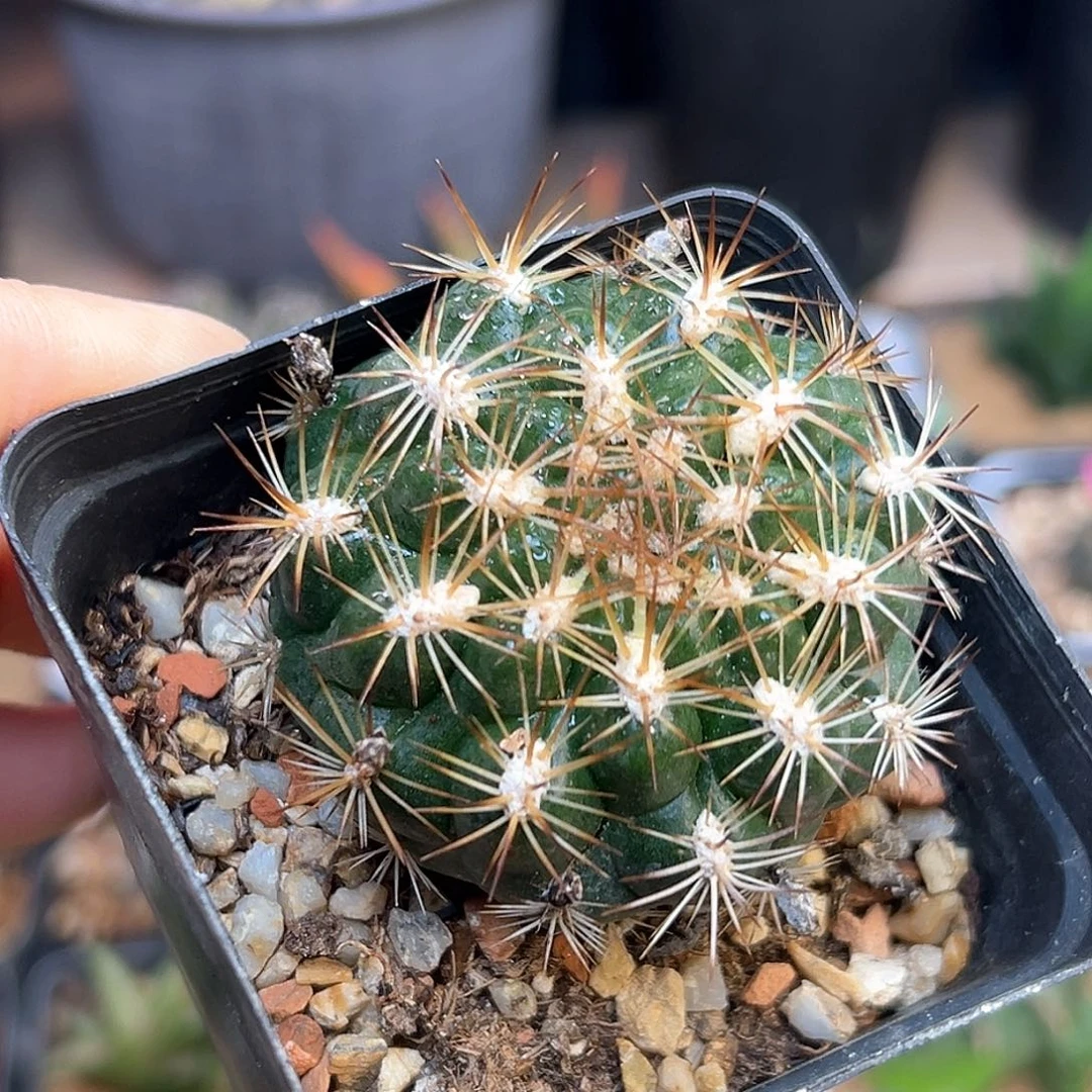 花笠丸实生球一颗