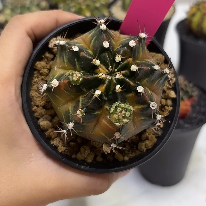 四***.泰国米哈22-0819钻石梦