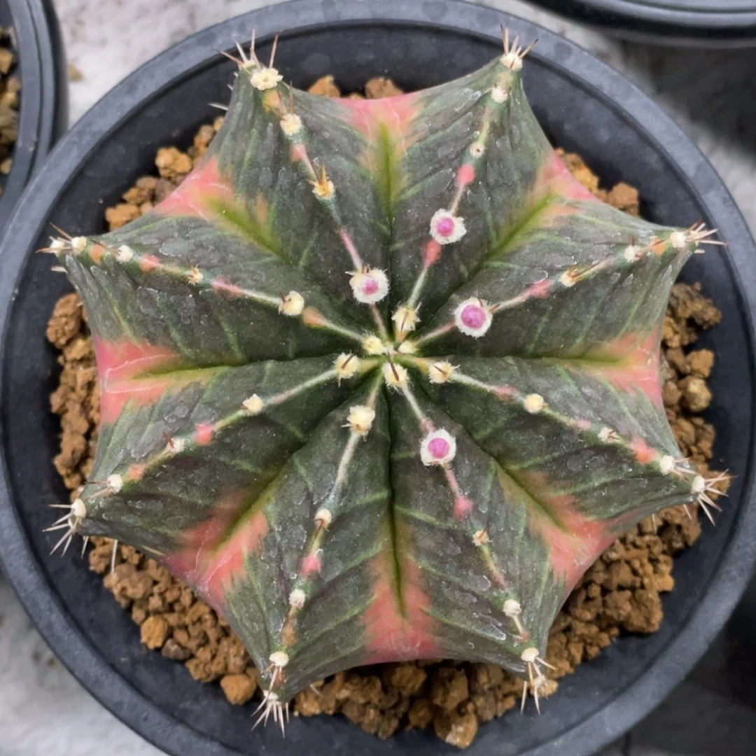 当前无花朵，栽培后可花朵橘粉臀米哈锦