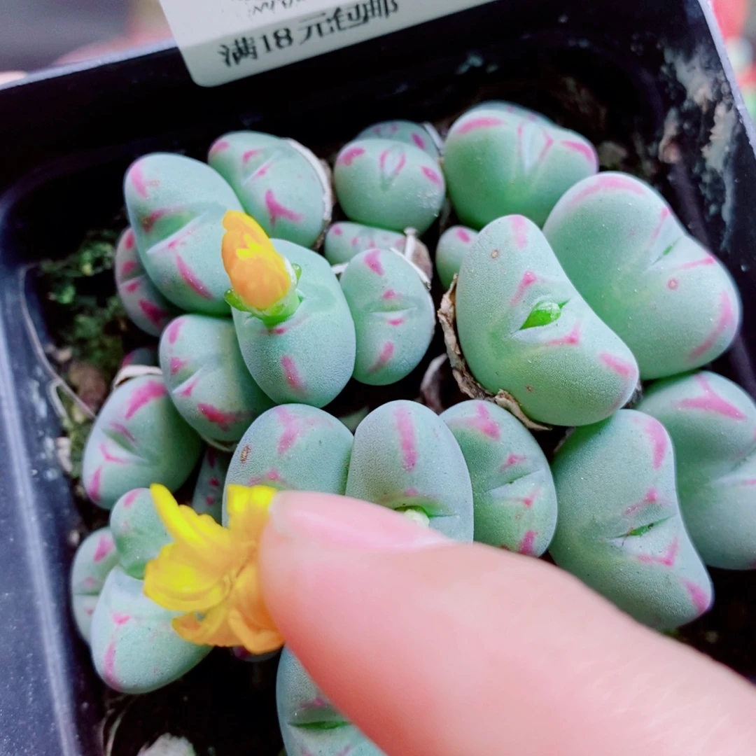 生石花花花花开了464