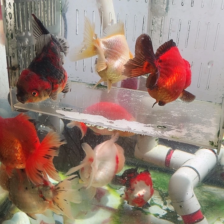 爱***植海水鱼1111111111111111